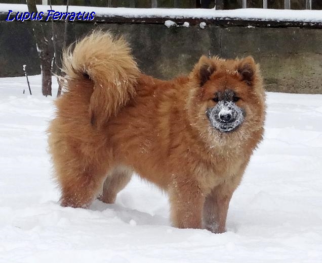 AUREA ARYA Lupus Ferratus - Lupus Ferratus FCI Eurasier